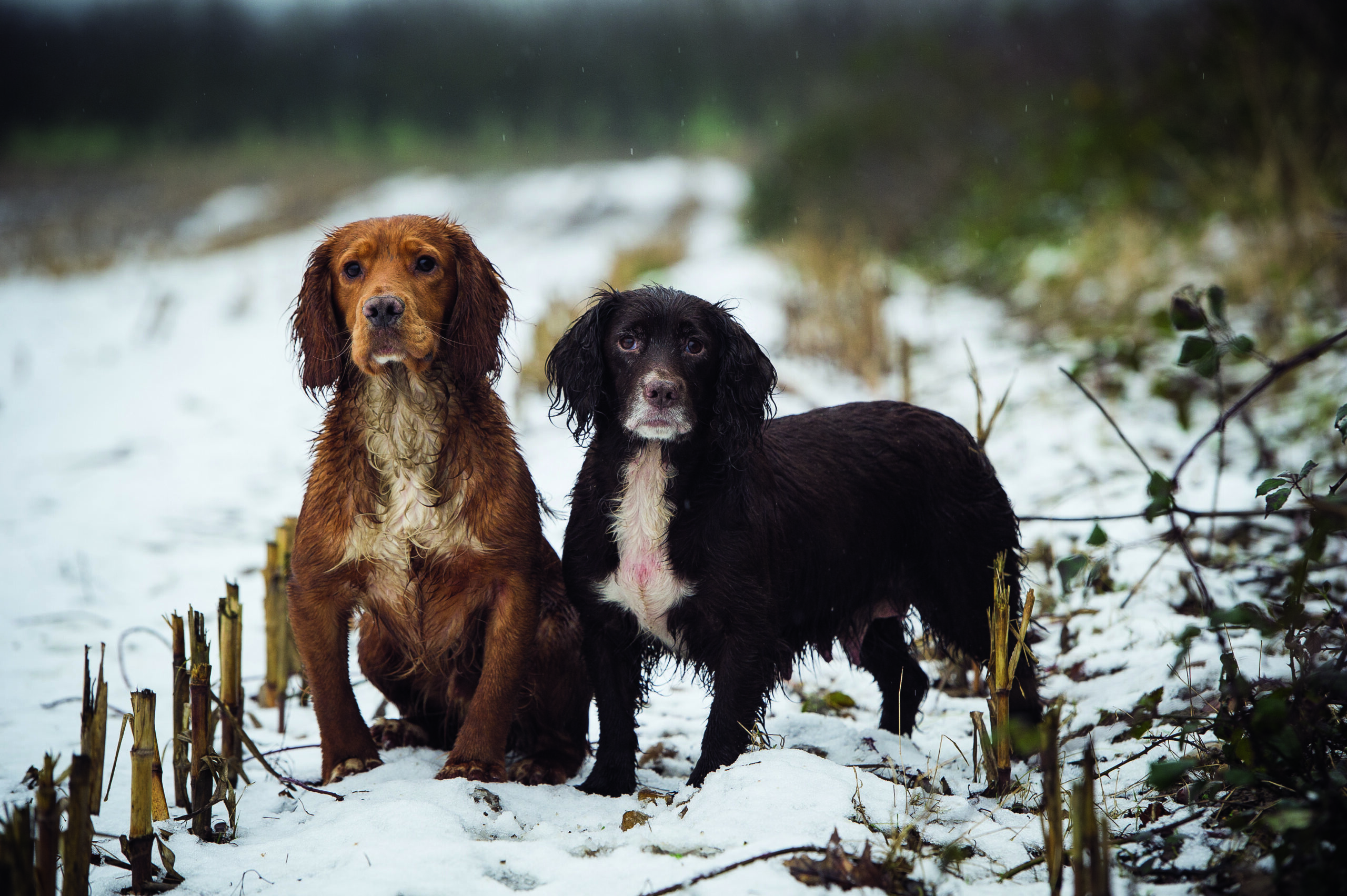 cocker spaniels in cold weather