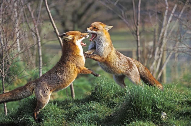 Springtime is fox time