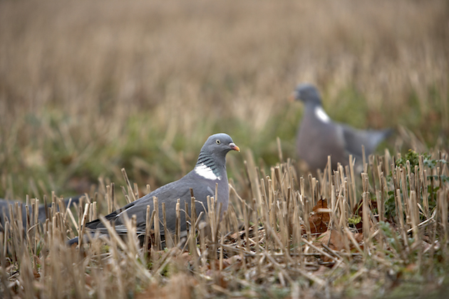 wood pigeon in field