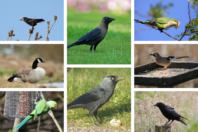 changes to general licences on bird species