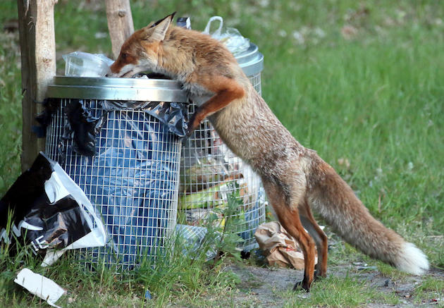 Fox in rubbish bin