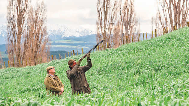 Pheasant shooting in New Zealand