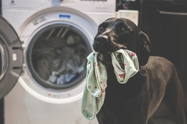 dog emptying washing machine