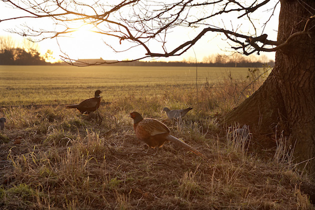 pheasants in countryside