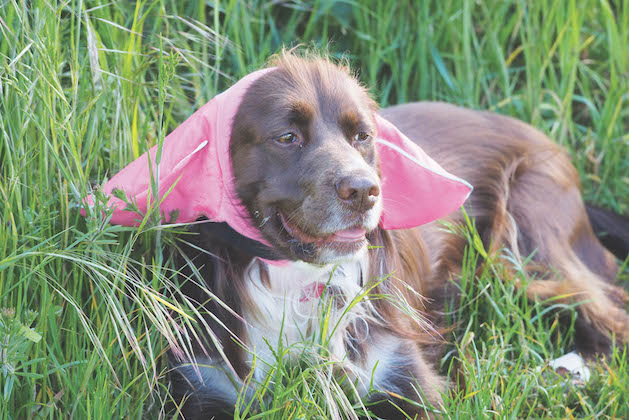 protecting your dog's ears from grass seeds