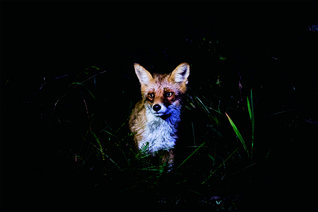 night-time foxing