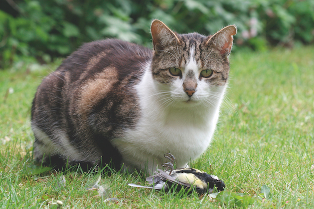 domestic cats killers of songbirds