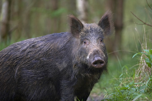 Wild boar, Sus scrofa, in the Forest of Dean