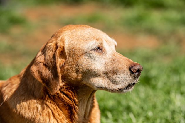 hearing loss in older dogs