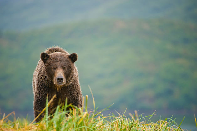 A coastal brown bear (grizzly bear)