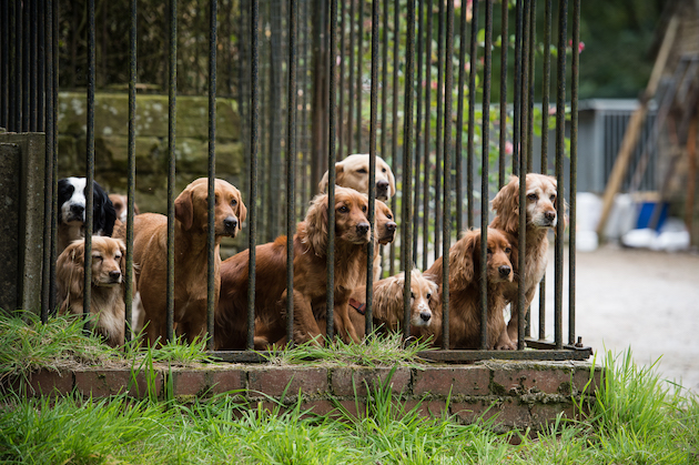 dogs in kennels