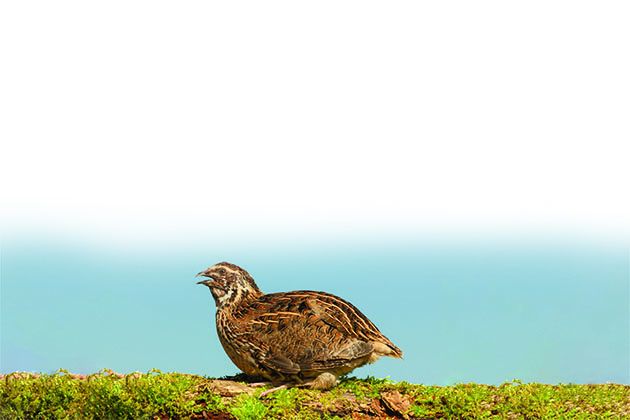 Common quail
