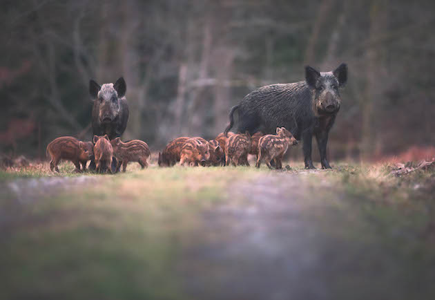 Wild boar in the UK