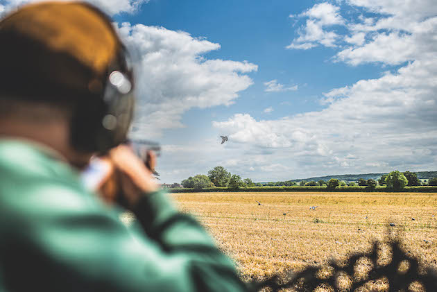 pigeon shooting over stubble