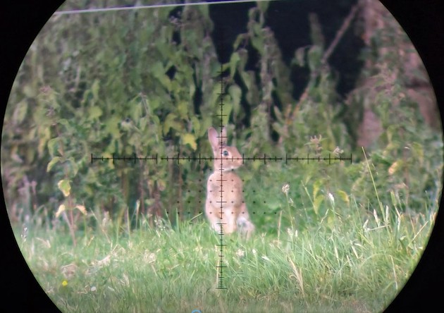 Wild rabbit in crosshairs