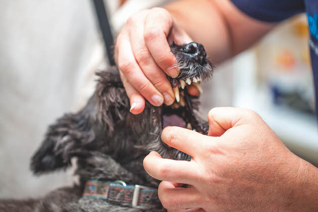 Vet examines a dog's teeth