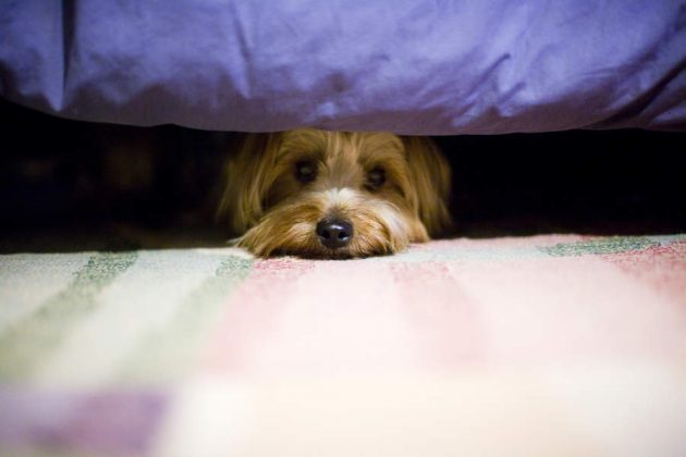 anxious dog under bed