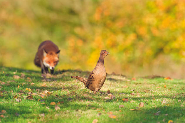 Red fox stalking pheasant