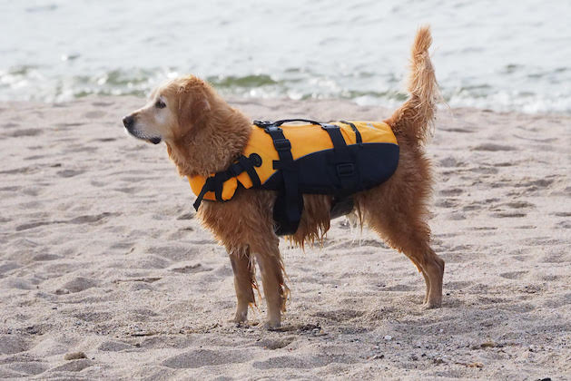 dog buoyancy aids