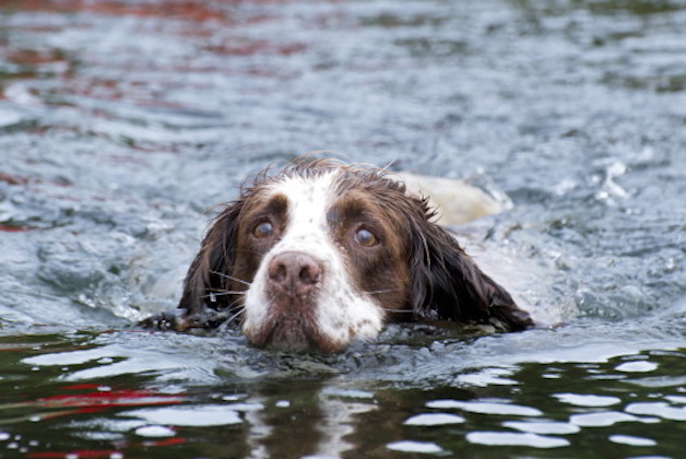 Smelly spaniels - are they the most whiffy of gundogs? | ShootingUK