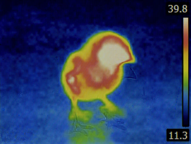 bird flu infrared