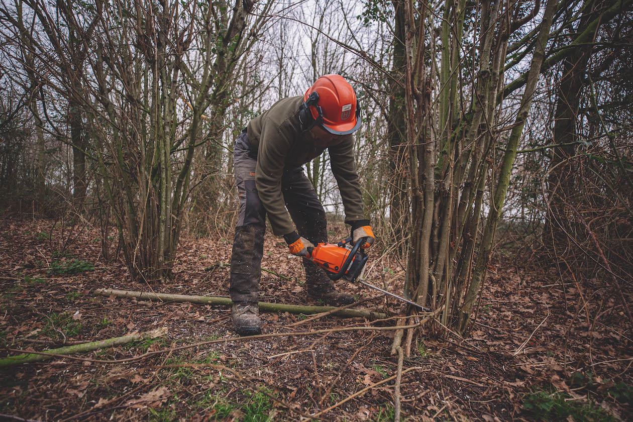 coppicing in action