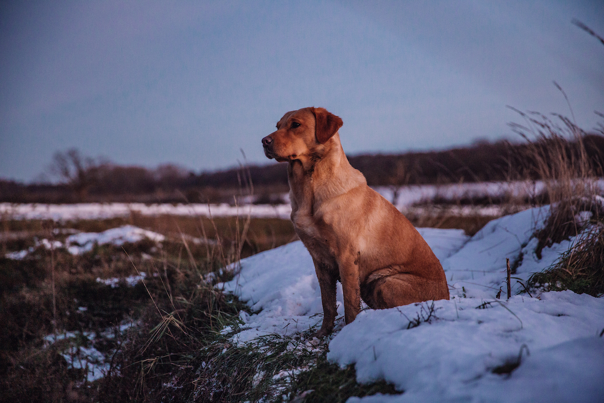 labrador in snowy weather