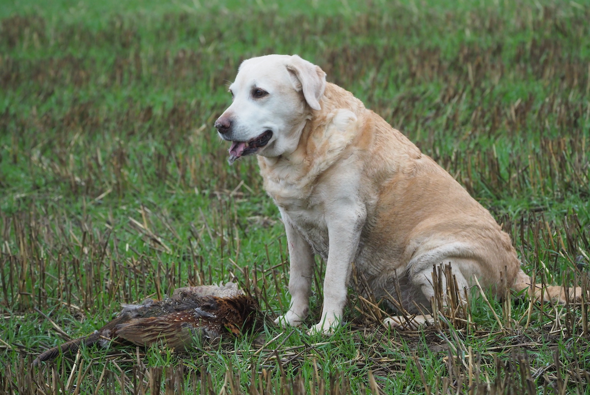 dog's sense of smell with pheasants