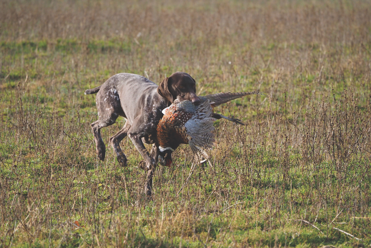 shorthaired pointer with pheasant