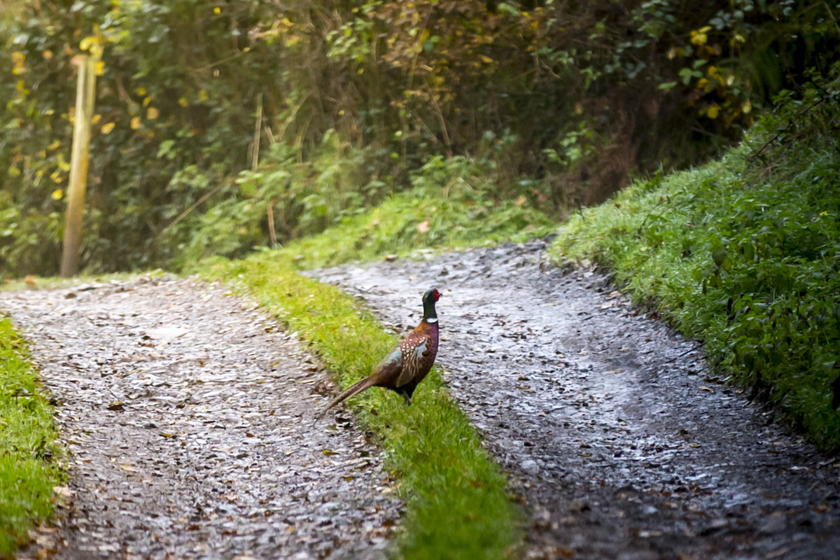 pheasants close to home