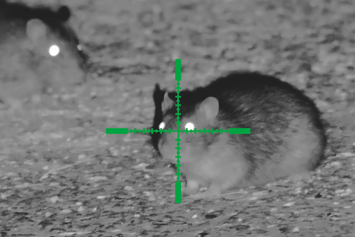 rat with night vision