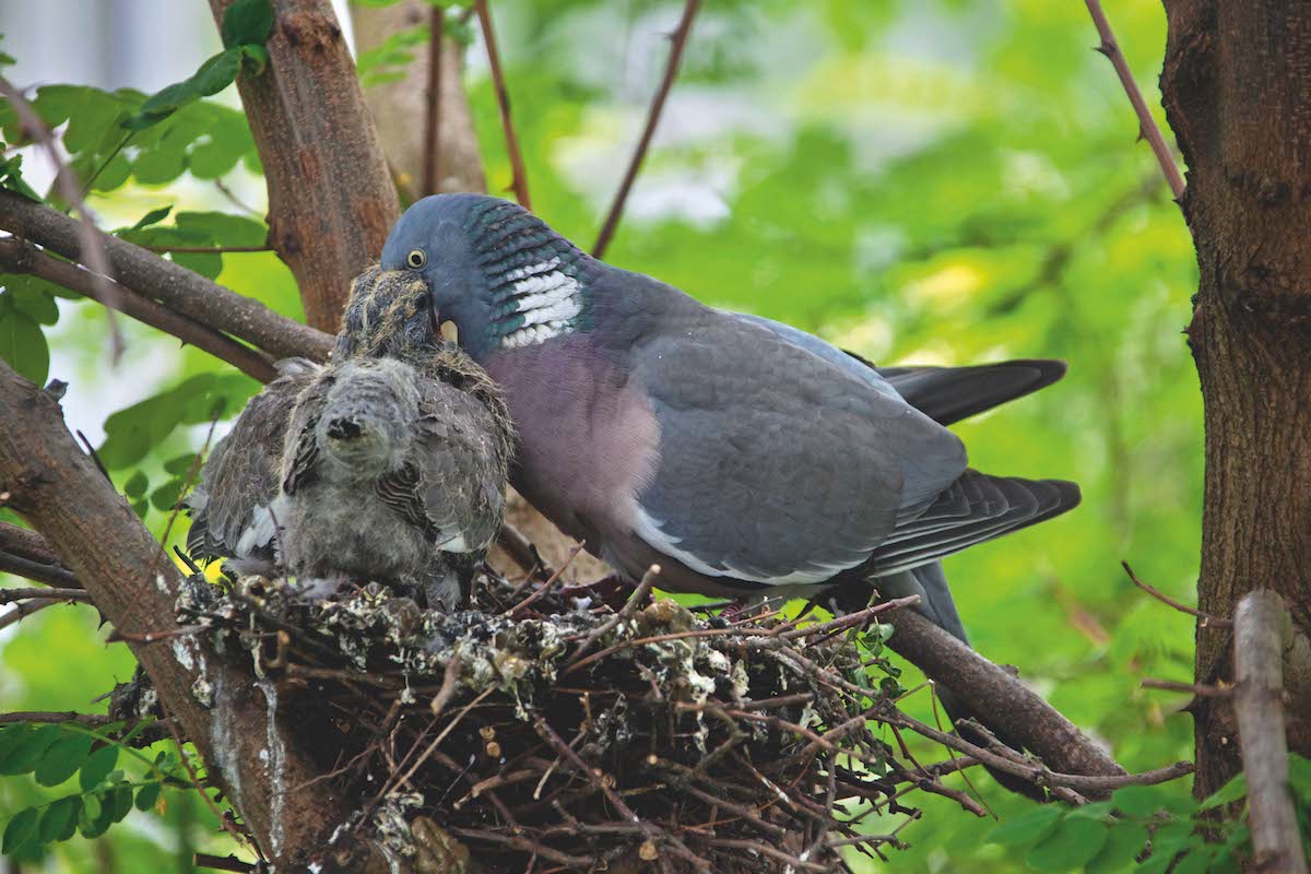 Woodpigeon feeding young