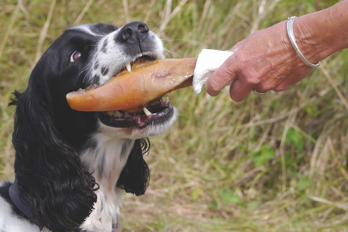dog eating hot gammon