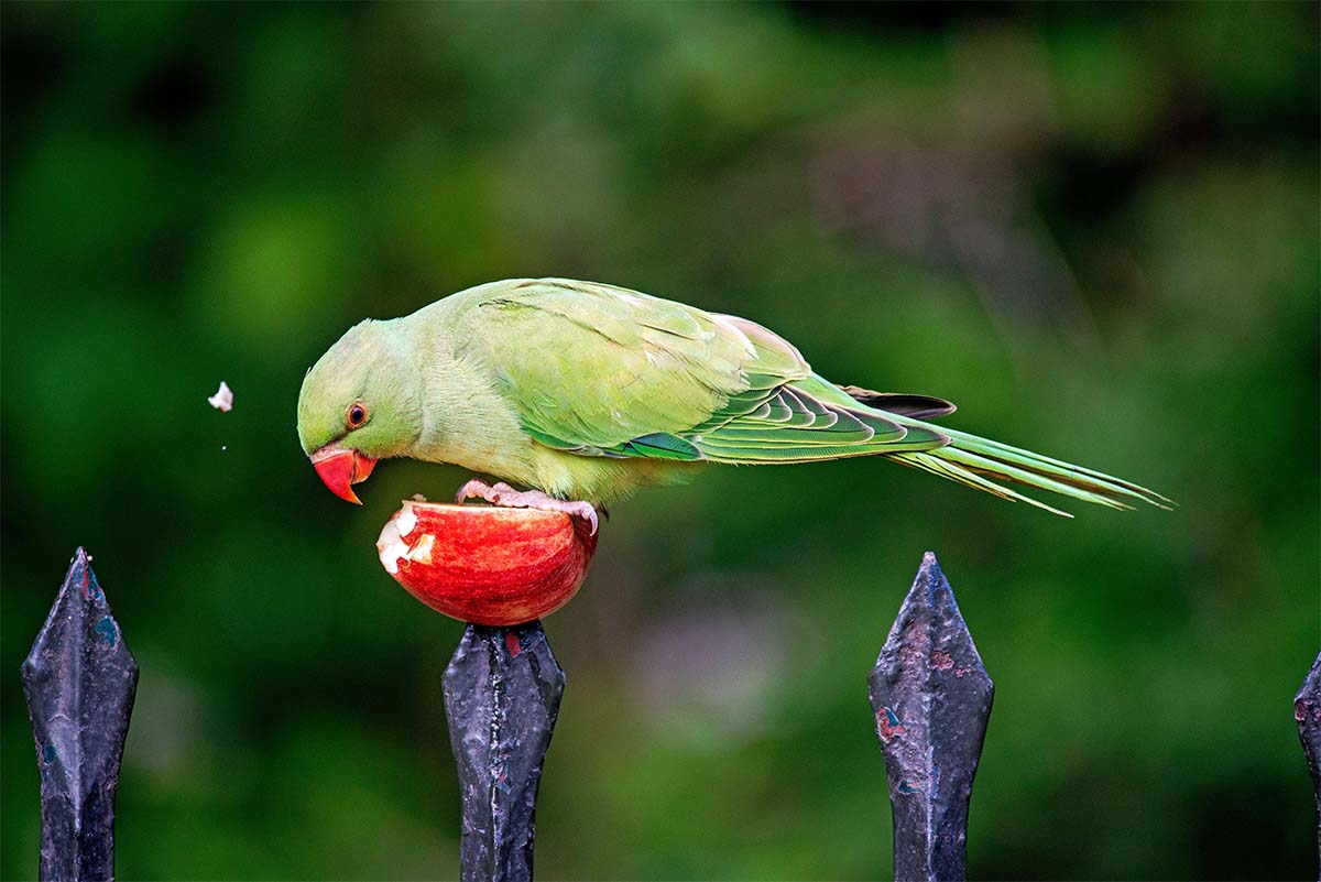 ring-necked parakeets