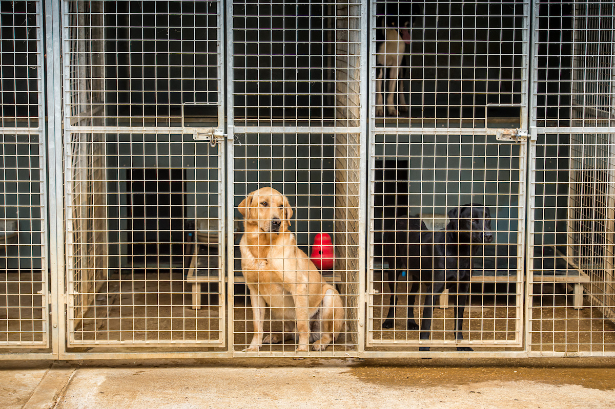 working dogs in kennels