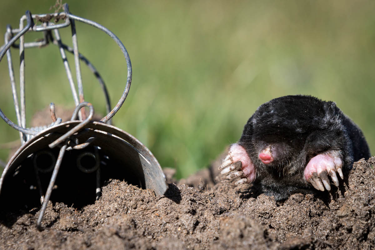Trapping moles