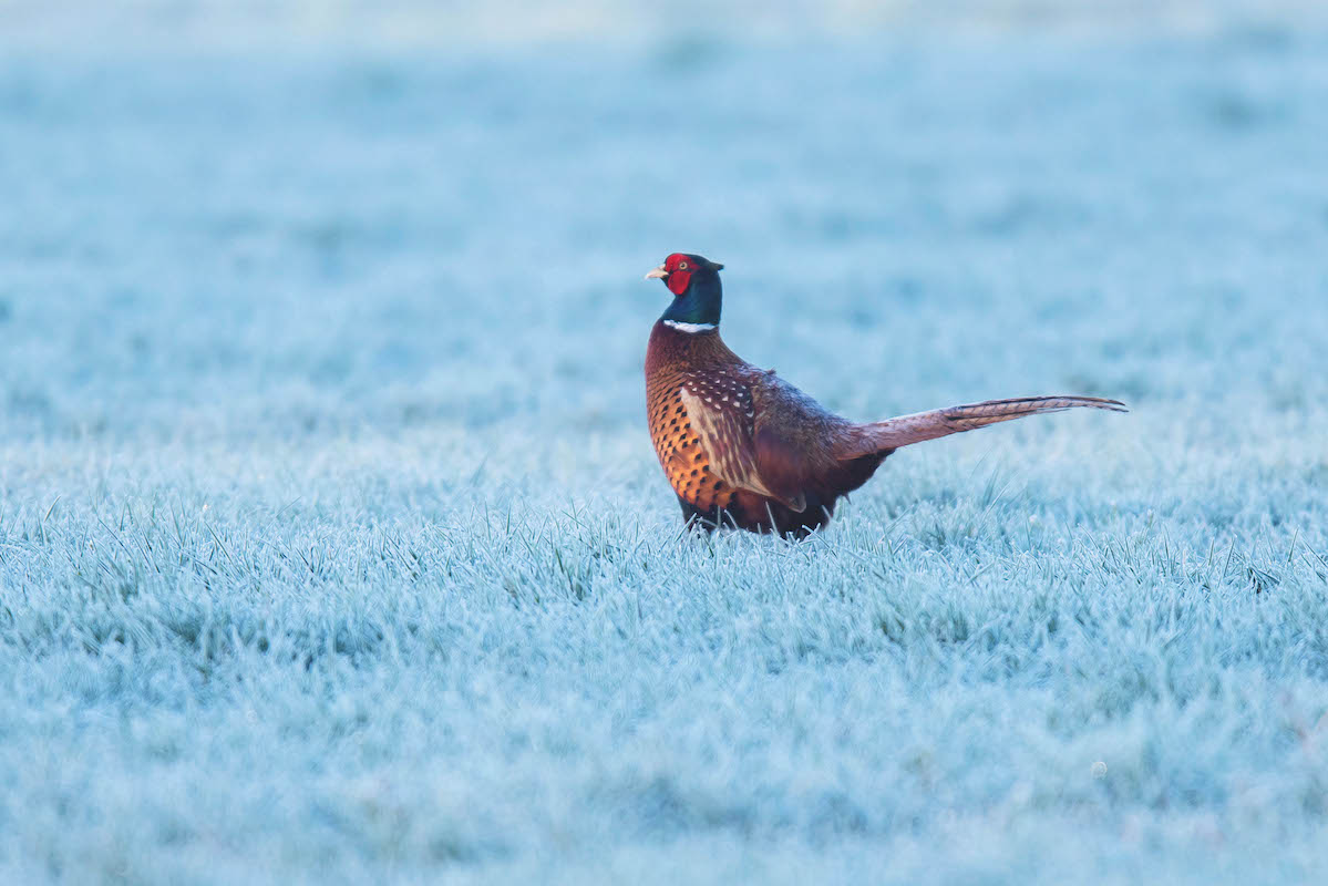 Pheasant cock in frozen meadow in winter.