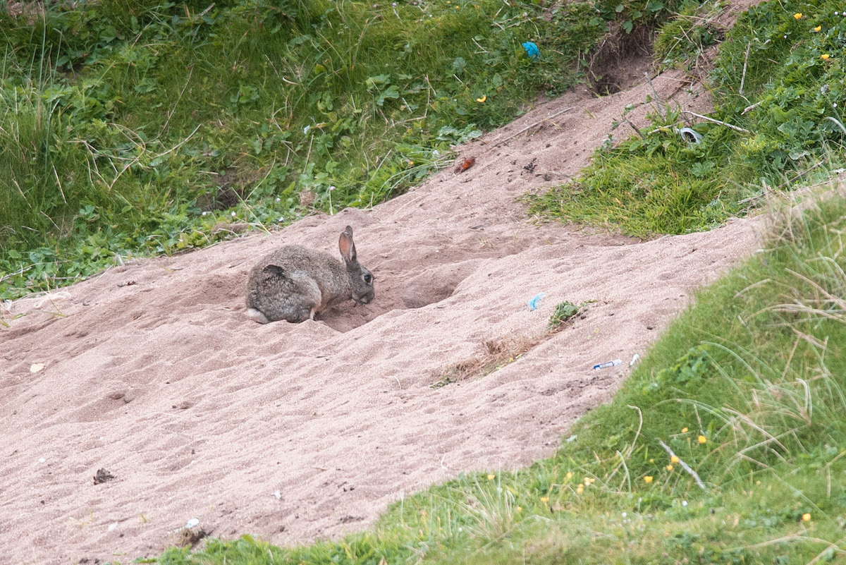 how deep is the average rabbit burrow