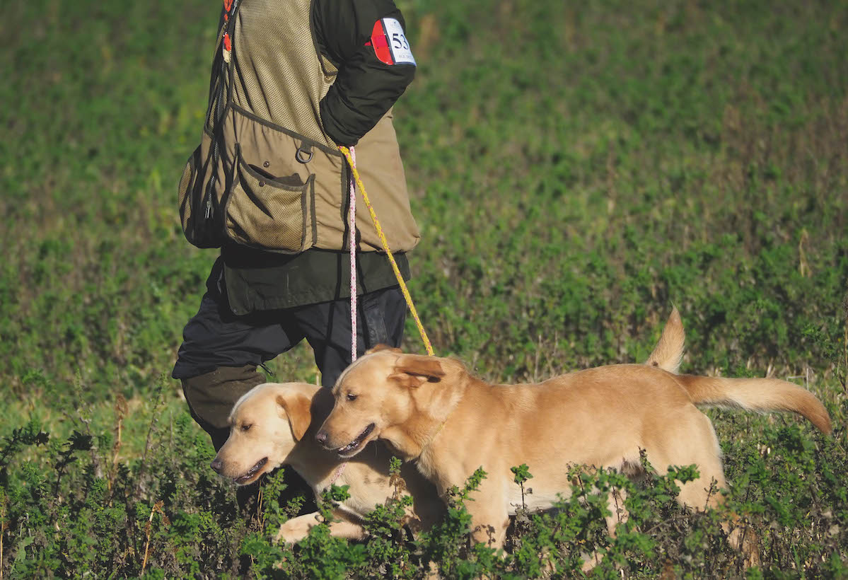 field trials dogs