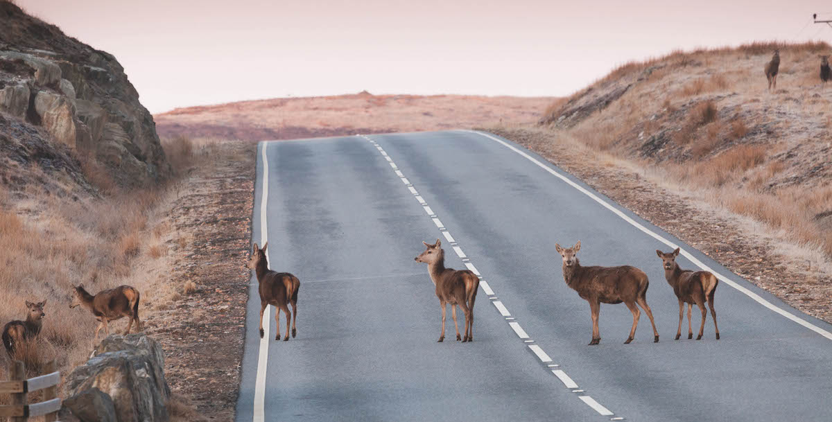 deer on road