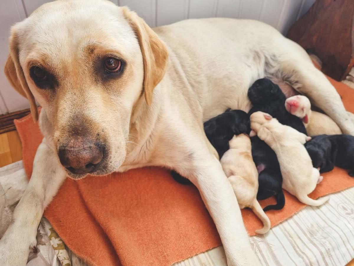 labrador bitch nursing puppies