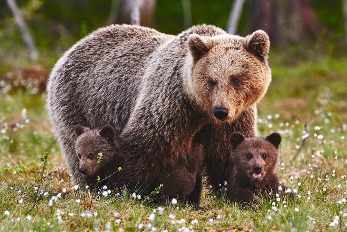 A brown bear with cubs