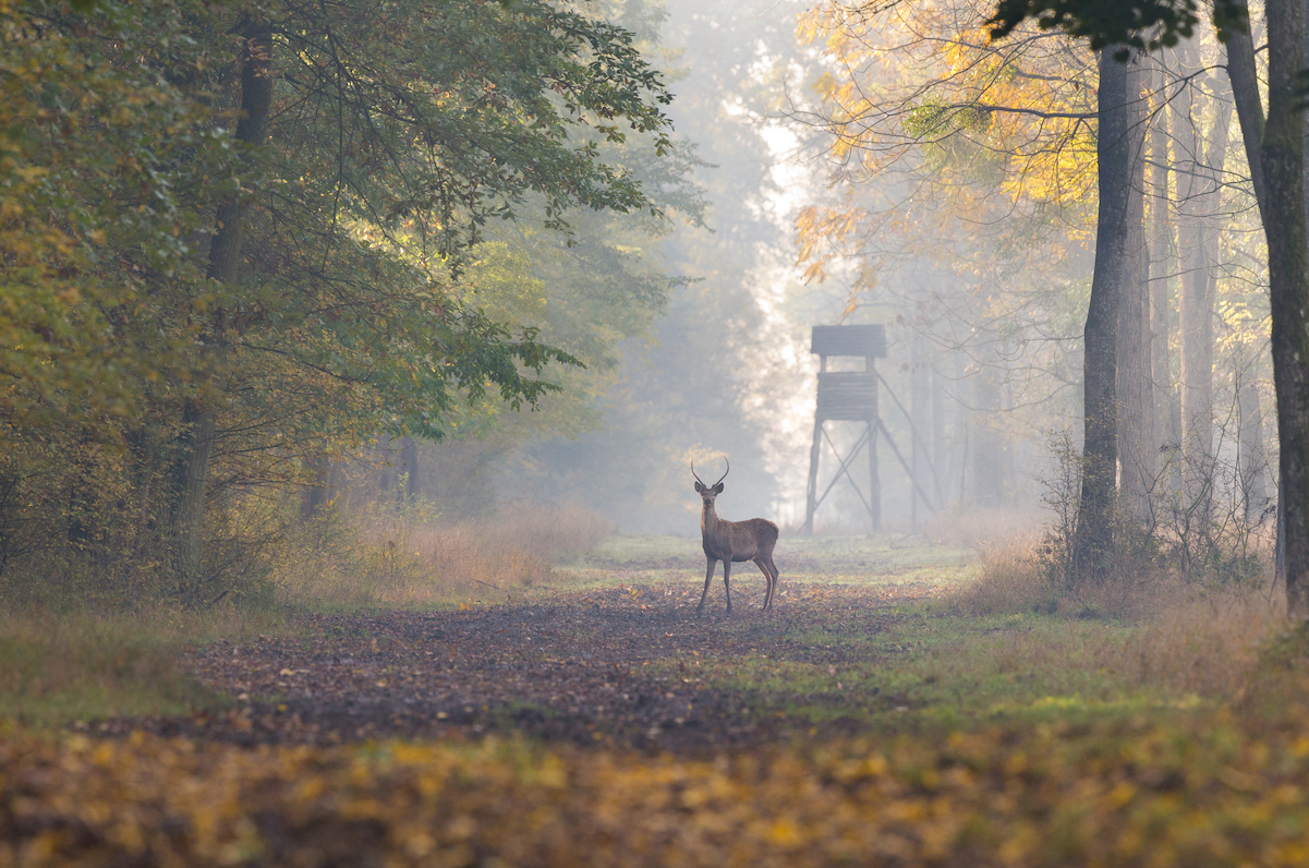 young deer in dawn