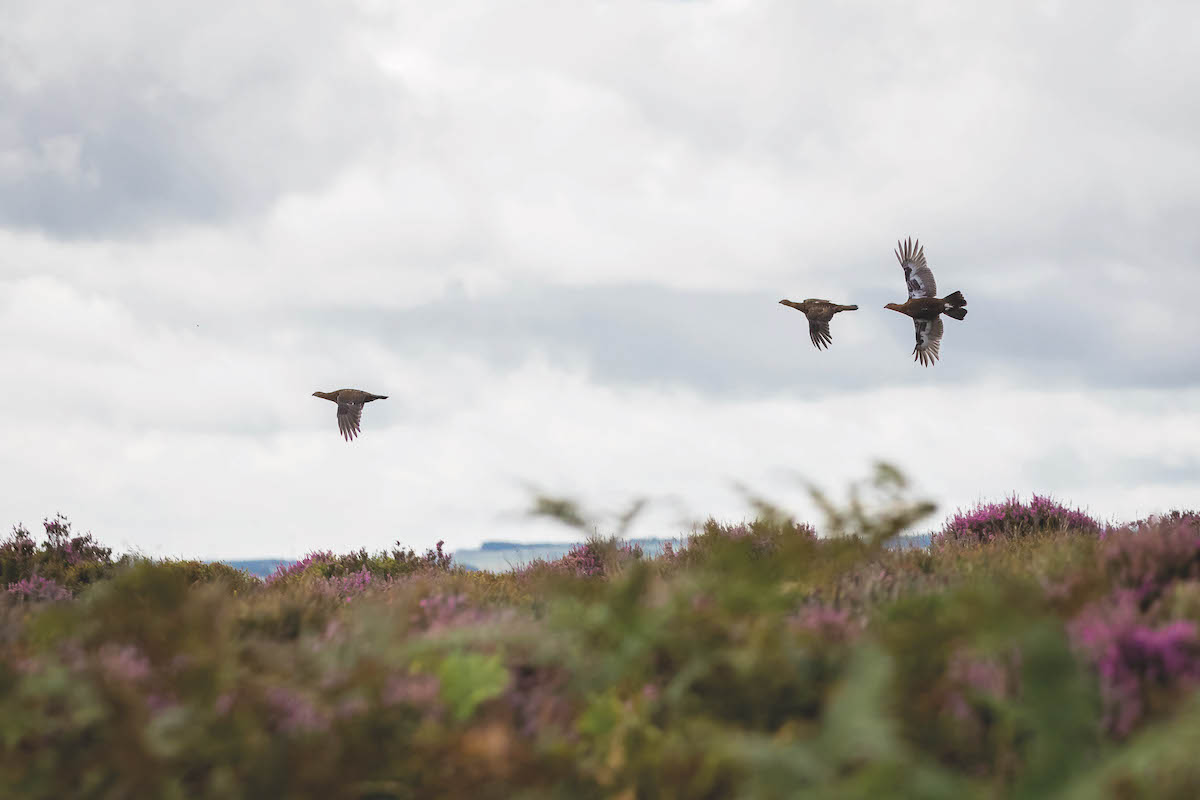 birds flying on moorland