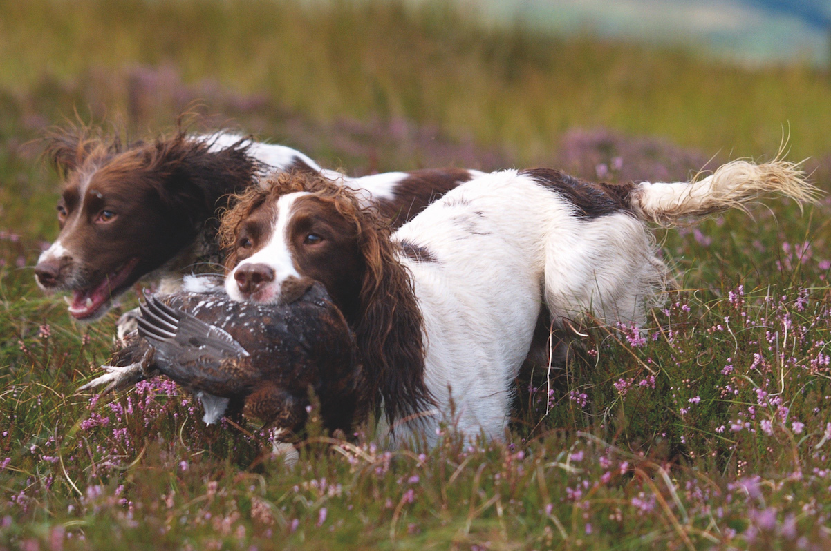spaniels with grouse