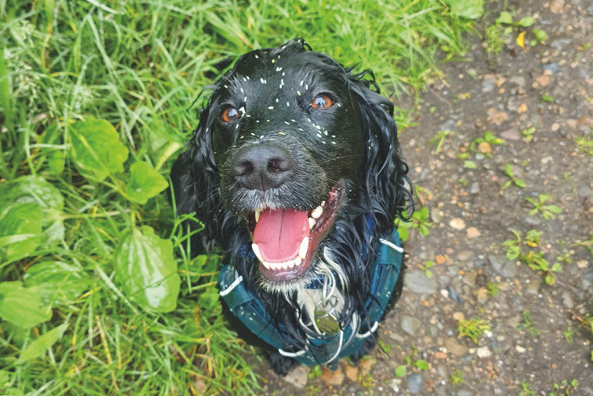 Spaniel covered in grass seeds