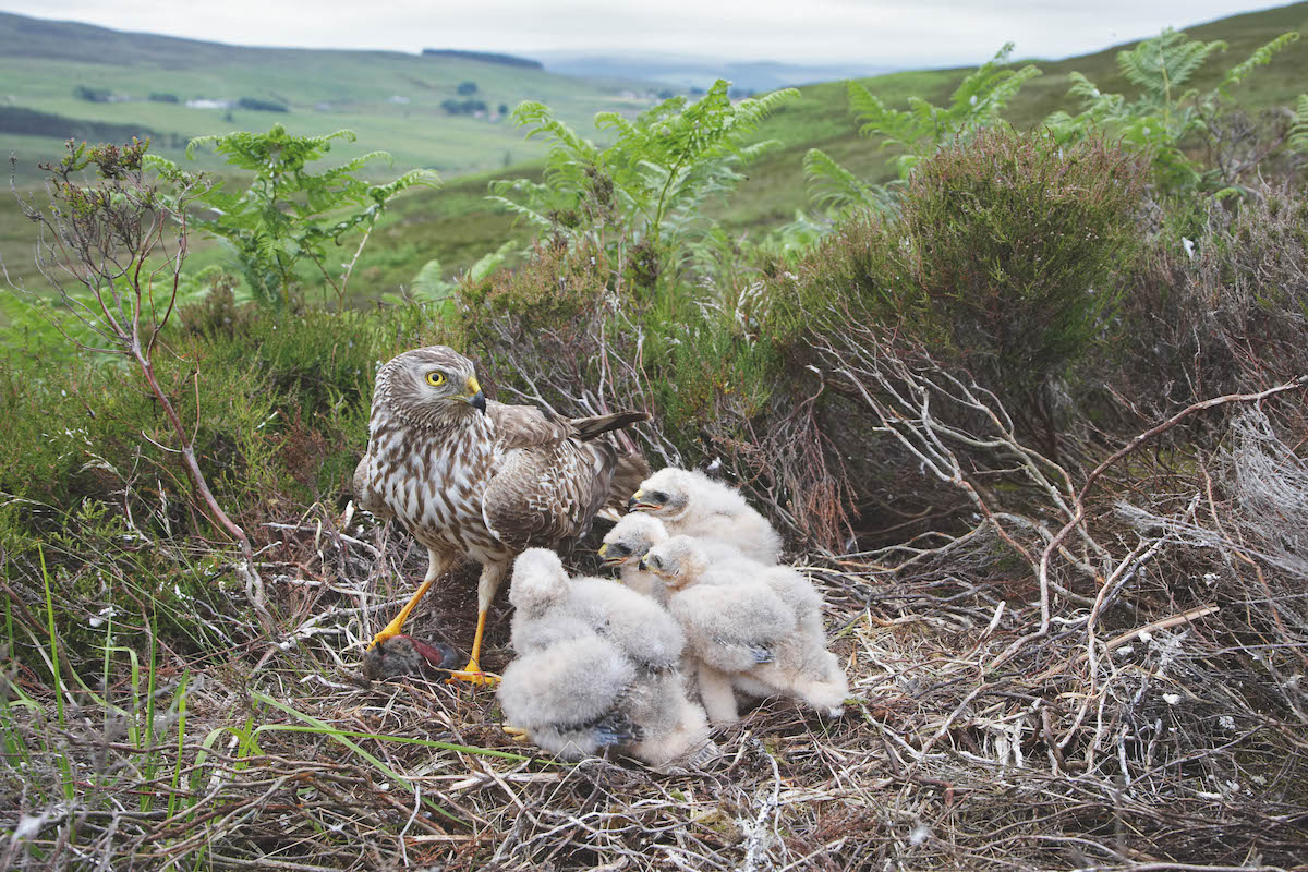 hen harrier and chicks