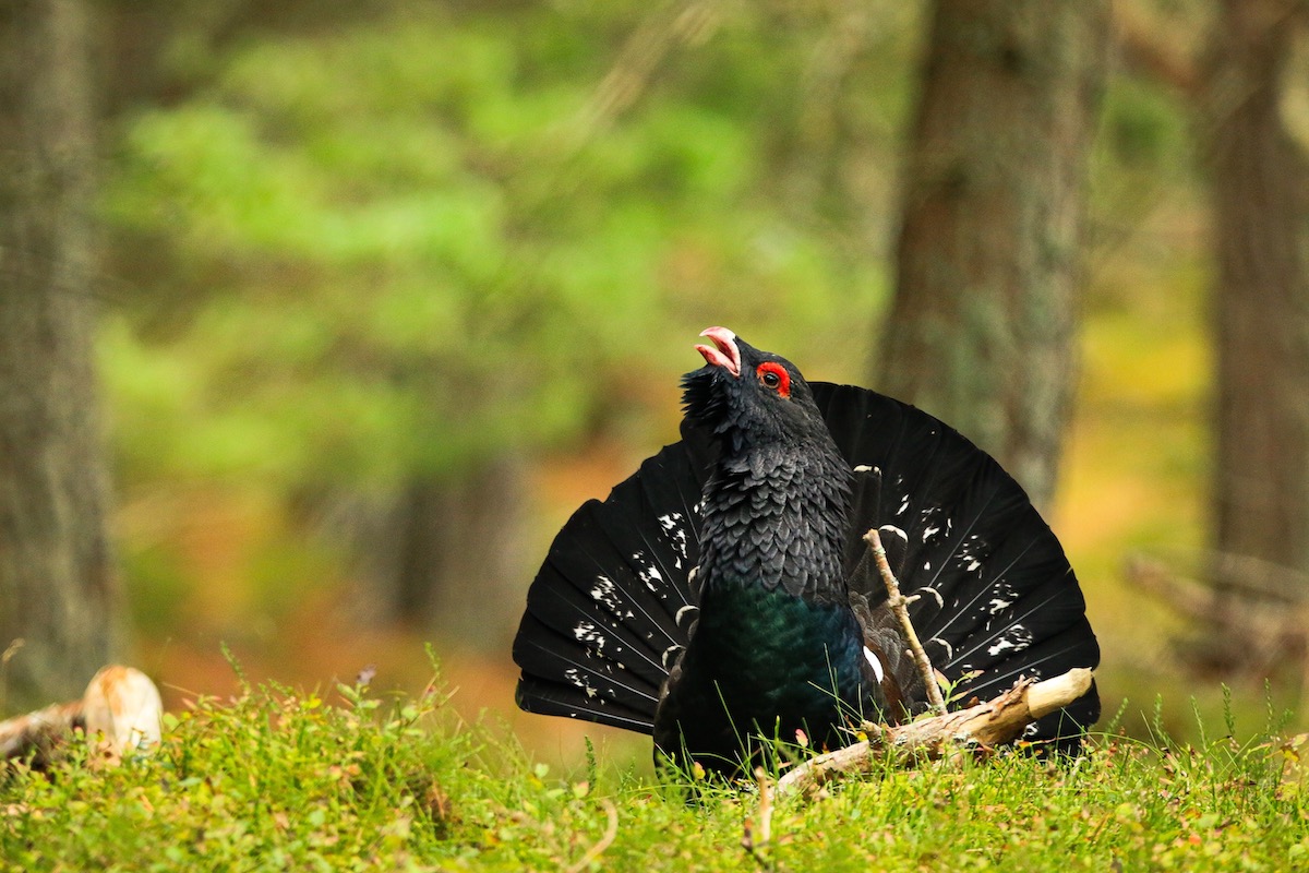 male capercaillie